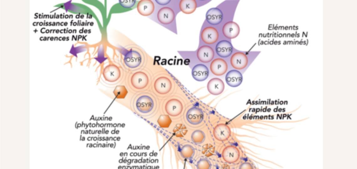 Les biostimulants nutritionnels - © D.R.