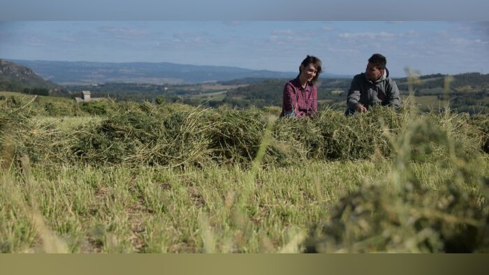 Limagrain, partenaire des producteurs de Saint-Nectaire