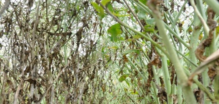 Brevant commercialise la première variété de colza européenne tolérante au sclérotinia