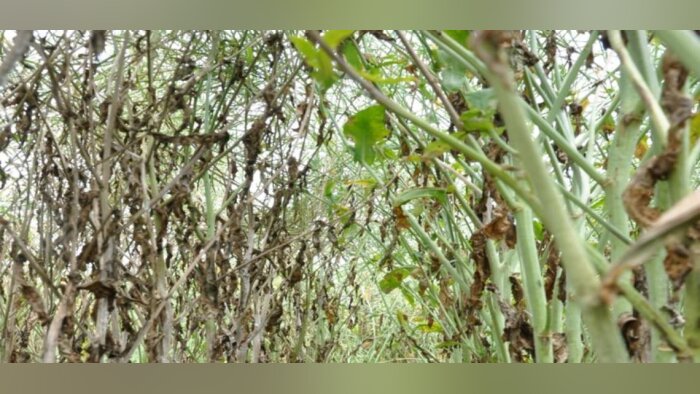 Brevant commercialise la première variété de colza européenne tolérante au sclérotinia