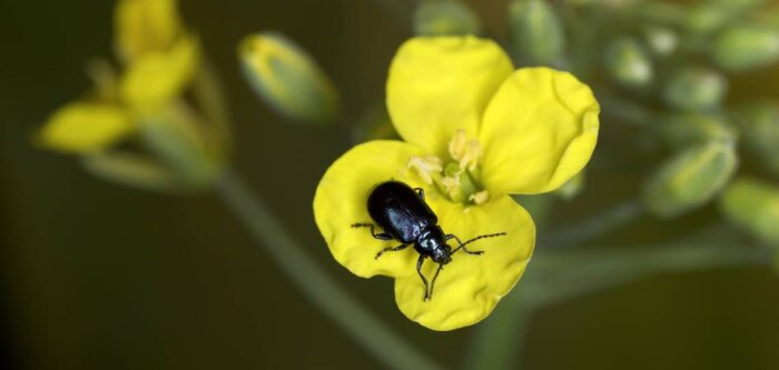 Grosse altise sur fleur de colza. Crédit : Watier. - © D.R.