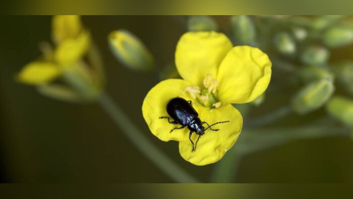 Grosse altise sur fleur de colza. Crédit : Watier. - © D.R.