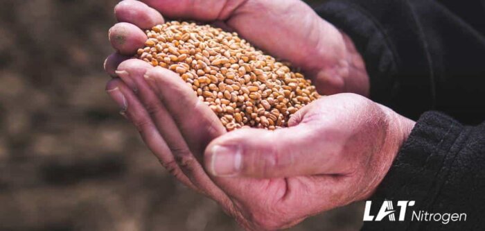 Fertilisation des céréales : quels enseignements de la récolte 2024 ?