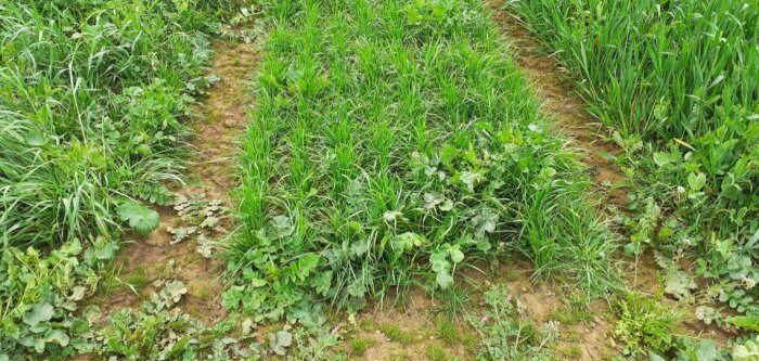 Les prairies sous couverts donnent de bons résultats chez Cérience