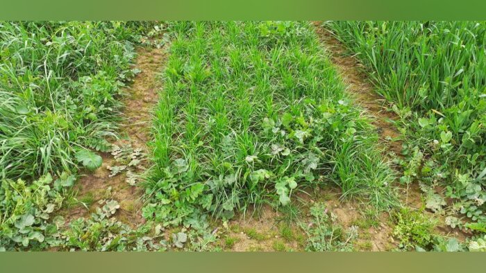 Les prairies sous couverts donnent de bons résultats chez Cérience