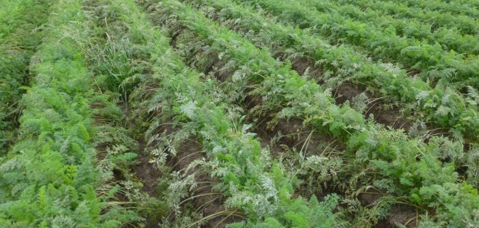 Smartbiocontrol mise sur les lipopeptides