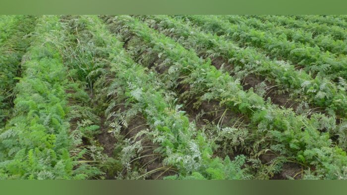 Smartbiocontrol mise sur les lipopeptides