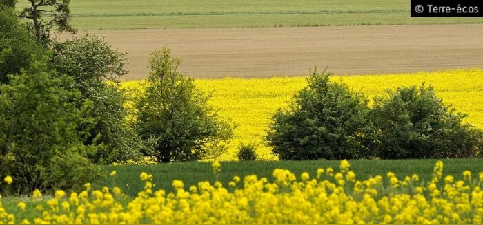 Formations à distance, Agreenium s’associe avec la FAO