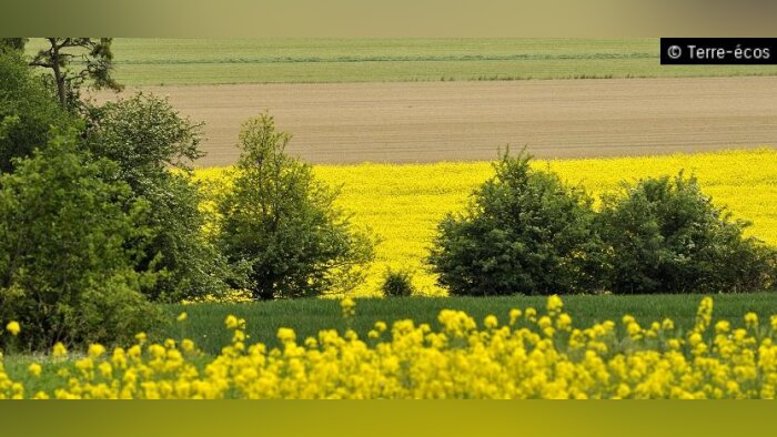 Formations à distance, Agreenium s’associe avec la FAO