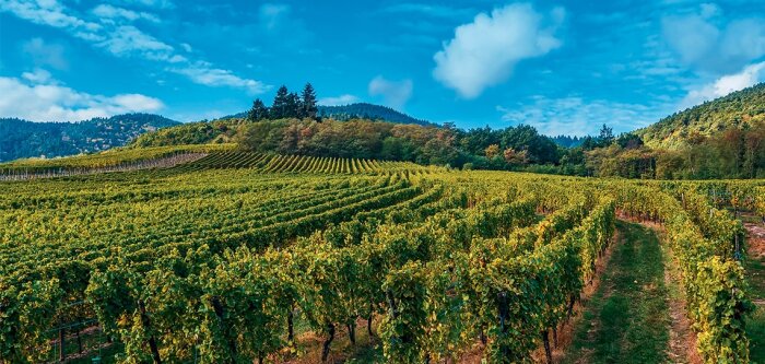 Movida, montée en puissance des OAD en protection fongicide de la vigne