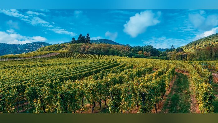 Movida, montée en puissance des OAD en protection fongicide de la vigne