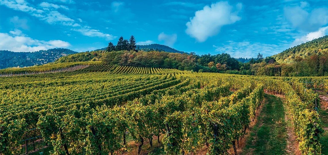 Movida, montée en puissance des OAD en protection fongicide de la vigne - © D.R.
