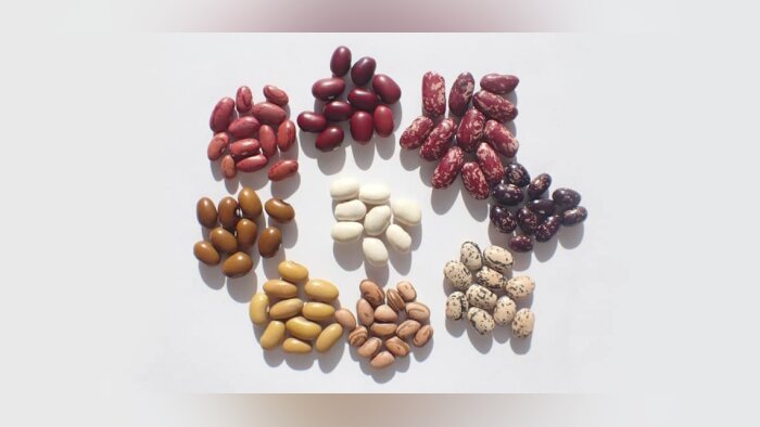 Semences de Provence veut dépoussiérer la sélection de légumes secs