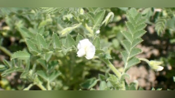 Lancement de Im’Pulse Seeds