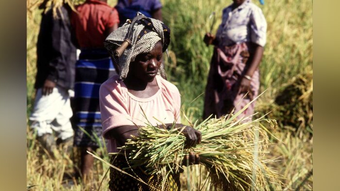 Covid-19, un risque de crise alimentaire mondiale