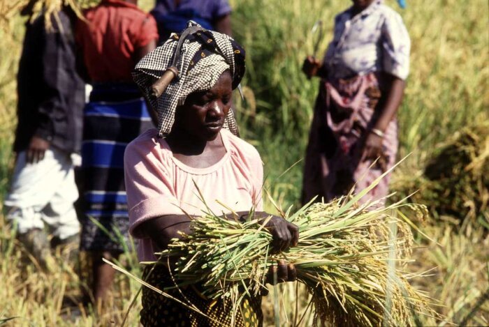 Covid-19, un risque de crise alimentaire mondiale
