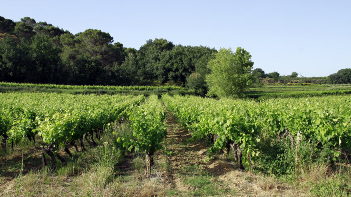 Des essais d’Axpera sur la vigne face au mildiou ont été réalisés à l’été 2024 avec l’IFV. - © pxhere