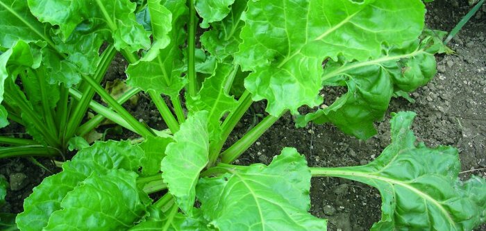 Néonicotinoïdes sur betteraves, dérogation toujours en suspens