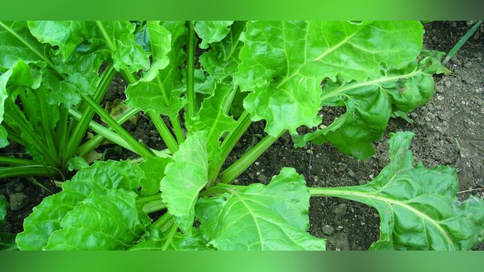 Néonicotinoïdes sur betteraves, dérogation toujours en suspens