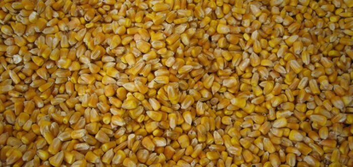 Mercosur : arrêt total des négociations demandé par la FNSEA, JA, FNB, CFA, AGPM, CGB et FNPL