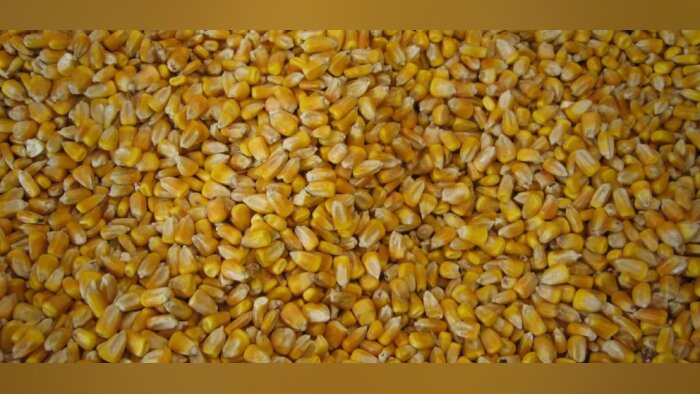 Mercosur : arrêt total des négociations demandé par la FNSEA, JA, FNB, CFA, AGPM, CGB et FNPL