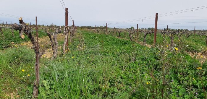 Rhône Méditerranée Corse, une enveloppe pour les filières à faible impact sur l’eau