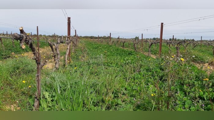 Rhône Méditerranée Corse, une enveloppe pour les filières à faible impact sur l’eau