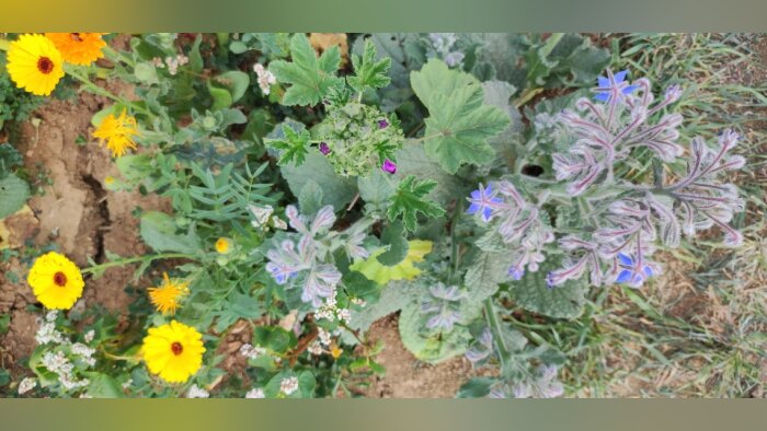 Arvalis crible les indicateurs de biodiversité les plus pertinents