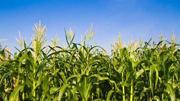 Maïs : Advanta Seeds renforce sa génétique tempérée avec l’acquisition d’actifs de K-Adriatica