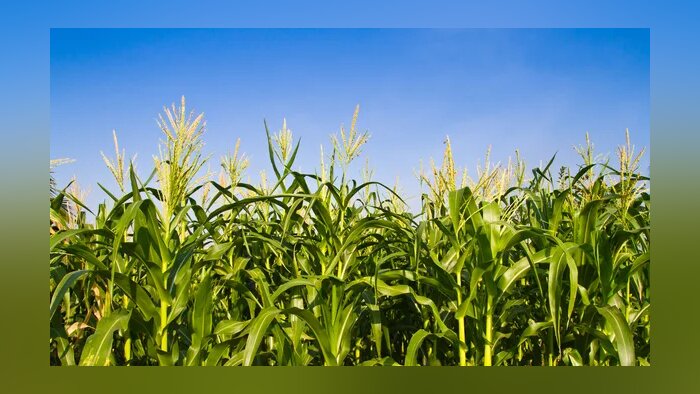 Maïs : Advanta Seeds renforce sa génétique tempérée avec l’acquisition d’actifs de K-Adriatica