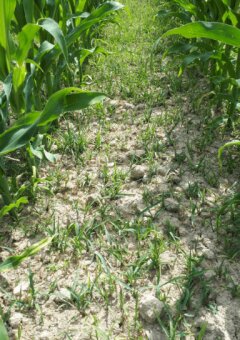 Comment accroître l’efficacité des herbicides en post-levée du maïs ? - © D.R.