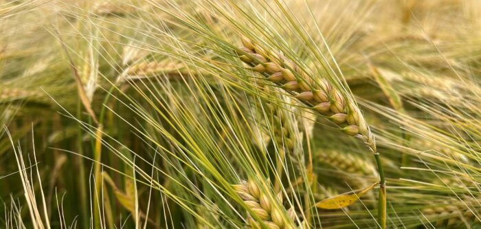 Les escourgeons Carrousel et Constel « admis en observation commerciale et industrielle »  par la filière malterie- brasserie