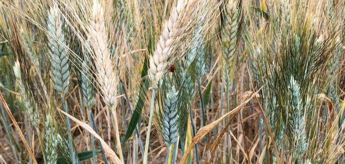 Se protéger contre le piétin échaudage : une solution à nouveau gagnante