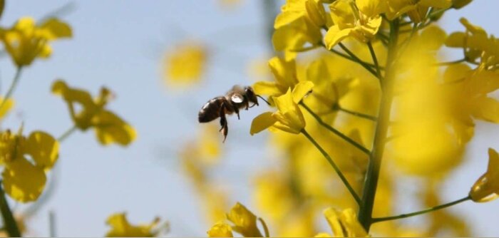 Denormandie promet un « plan pollinisation » d’ici à la fin de l’année