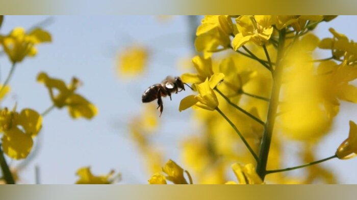 Pesticides, un pas vers des décisions européennes plus transparentes ?