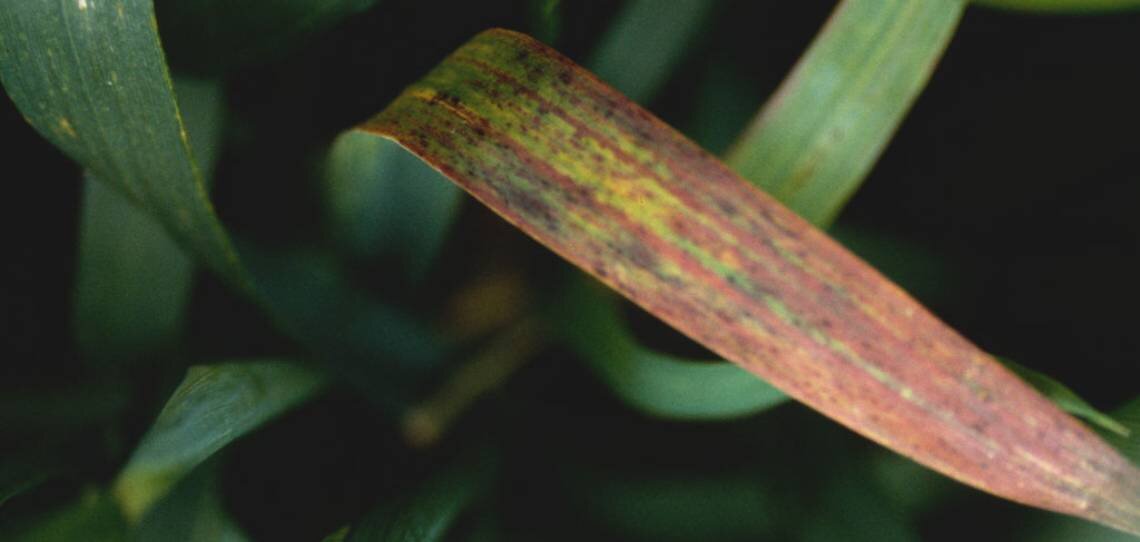 Biocontrôle et sensibilité des variétés à l’étude pour lutter contre la JNO - © D.R.