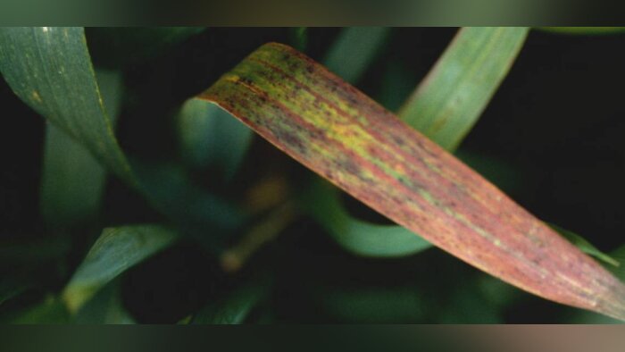 Céréales, les dégâts et les contaminations liées aux pucerons