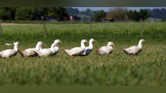 Grippe aviaire, la France élève son niveau de risque