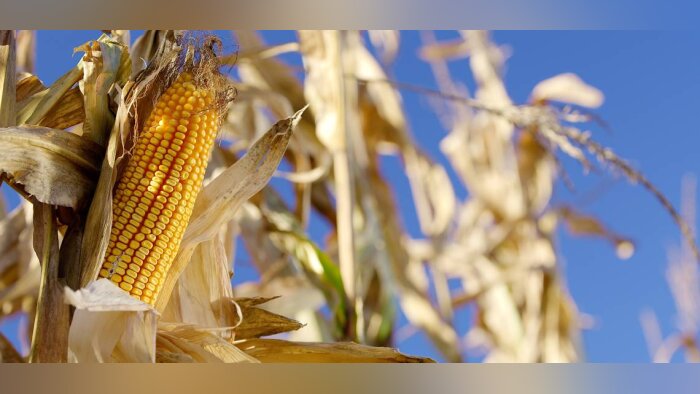 Quelles variétés de maïs choisir pour garantir le rendement en toutes conditions agronomiques ?
