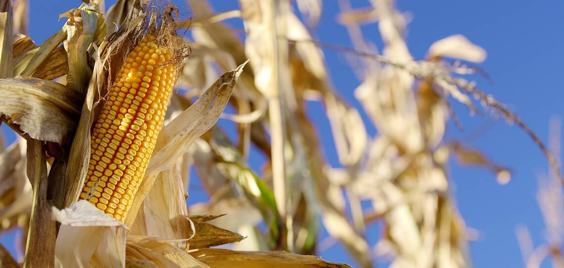 Quelles variétés de maïs choisir pour garantir le rendement en toutes conditions agronomiques ? - © D.R.