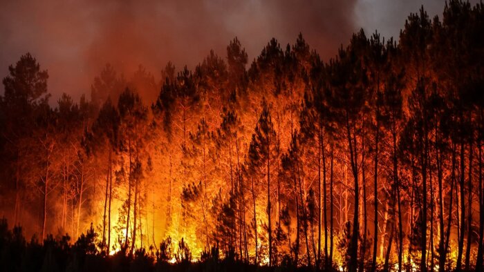 Incendie de forêt - © D.R.