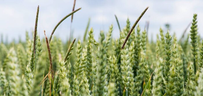 Infestation de vulpin : l’agriculture intelligente au secours du Royaume-Uni