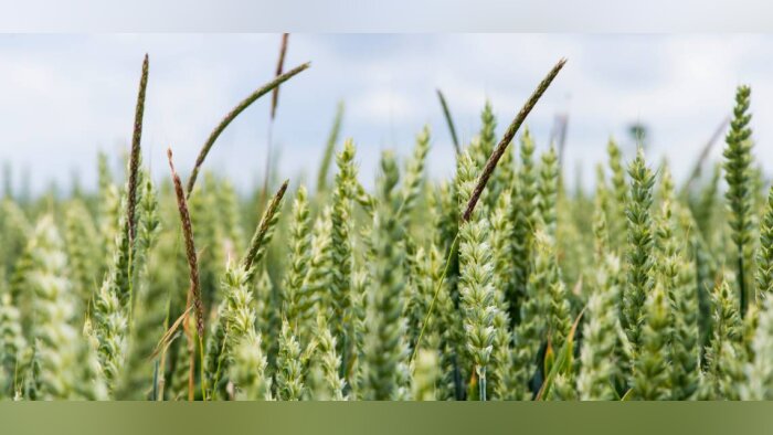 Infestation de vulpin : l’agriculture intelligente au secours du Royaume-Uni