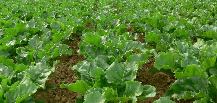 Néonicotinoïdes, Denormandie et Pompili soutiennent une dérogation pour les betteraves