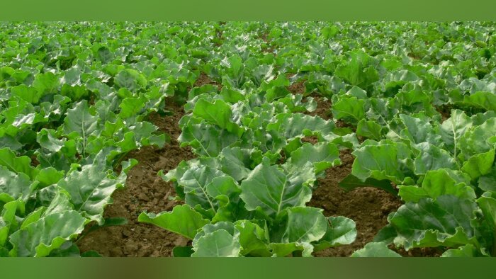 Néonicotinoïdes, Denormandie et Pompili soutiennent une dérogation pour les betteraves