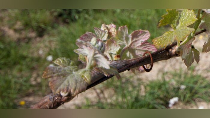 Potassium (K) en vigne : un élément incontournable