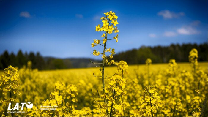 La fertilisation du colza à l’automne, un facteur essentiel de réussite de la culture