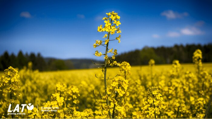 La fertilisation du colza à l’automne, un facteur essentiel de réussite de la culture