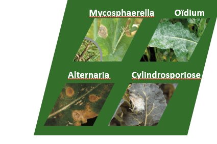 Colza : contrôler efficacement le sclérotinia et ses autres maladies - © D.R.