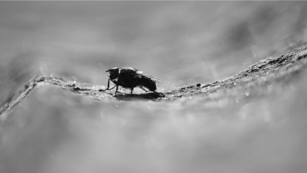 Dermatose nodulaire contagieuse : attention à ne pas véhiculer les insectes vecteurs entre élevages